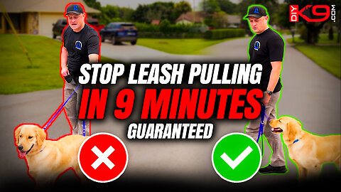 How to Stop Leash Pulling Now! Pro Tips for Success