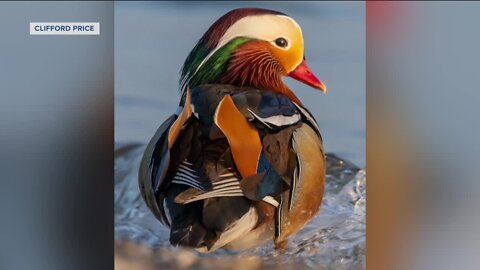 Mandarin duck sighting in Milwaukee draws eager spectators