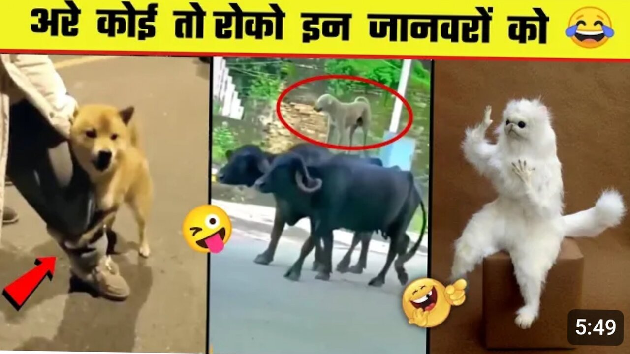 funny videos 🤣😝😝😜