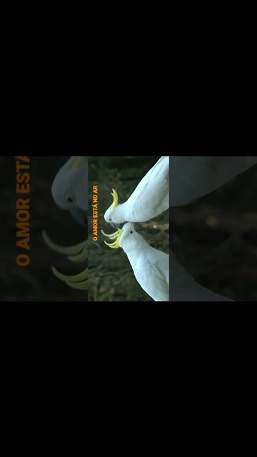 NO REINO DOS ANIMAIS.