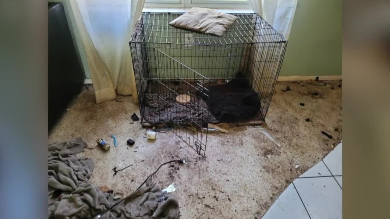 2 dogs rescued, 1 found dead in Fort Pierce home