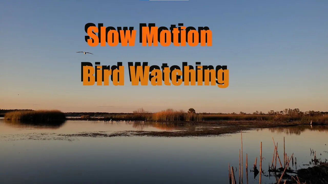 Slow Motion Bird Watching at the East River Pool St. Marks NWR - Winter 2022