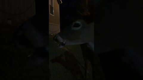 deer feeding