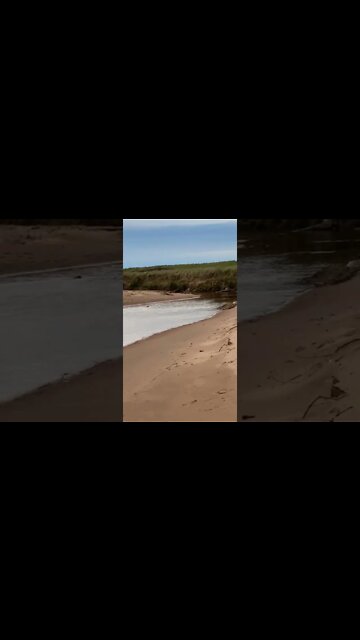 Spotting a beaver at the beach