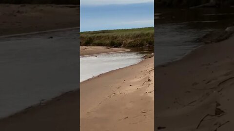 Spotting a beaver at the beach