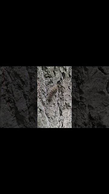 CRAZY CATERPILLARS #SHORTS