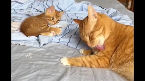 Kitten Mimics Mom