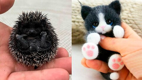 Aww Cute Baby Animals Videos Compilation 😍💖