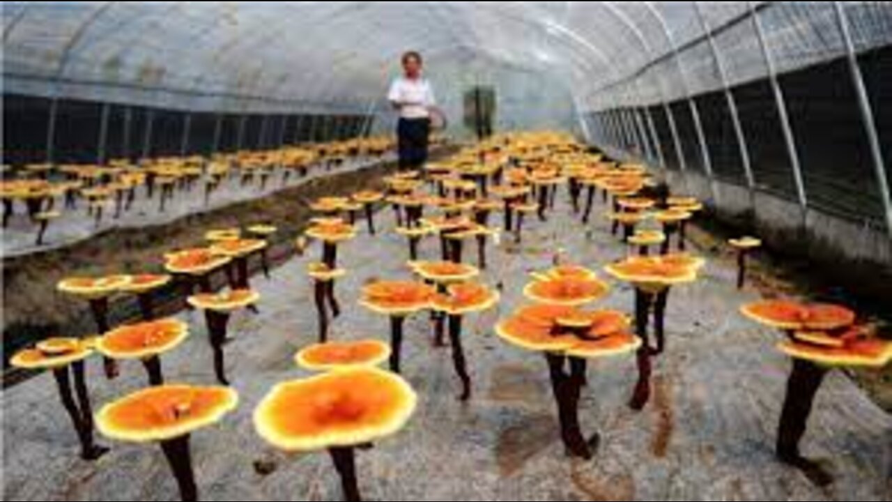 How it's Grow Reishi - Red Reishi Mushroom Farm - Reishi Mushroom Harvest and Processing