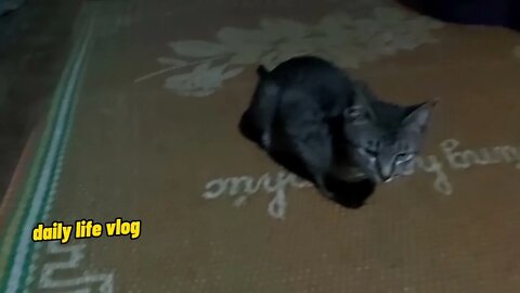 sleepy cat / daily life vlog