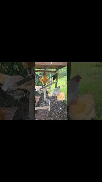 Lazy Day In The Rain #chickens #raisingchickens #chickenshorts