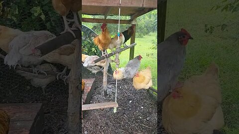 Lazy Day In The Rain #chickens #raisingchickens #chickenshorts