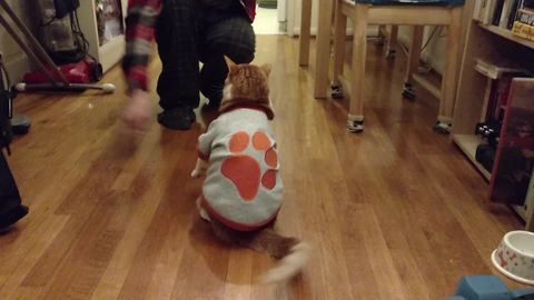 Amadeus the cat does his favorite trick!