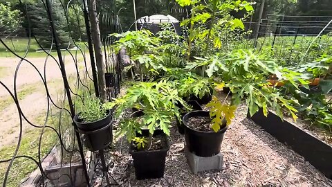 OMG - Oh My Garden Growing Papaya in Zone 4b