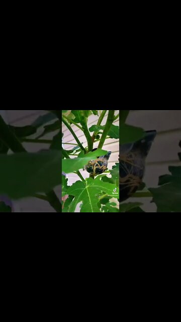 Root plants the easy way in your garden or food forest!