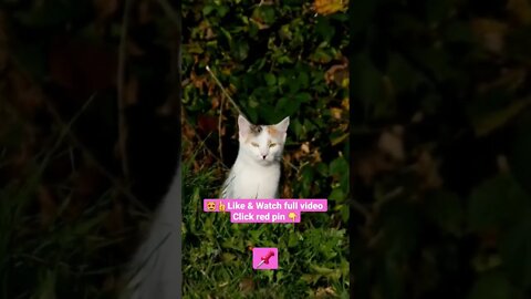 cute cat videos 😹funny videos 😂1371😻#shorts #catvideos #funnycatsvideos #cat #funny_cat #cutecat