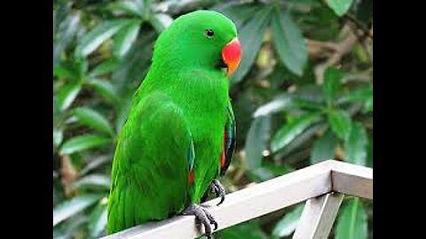 green Parrot