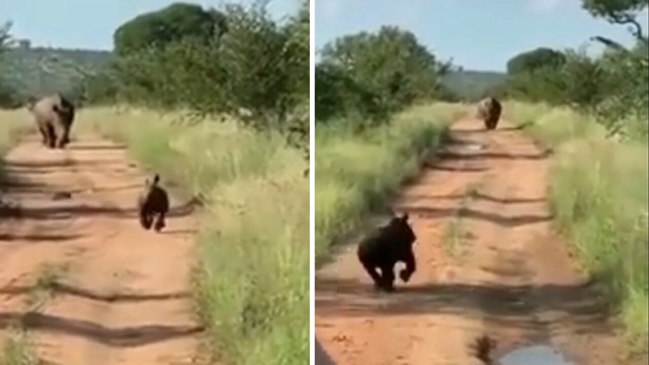 Baby Rino charges to scare tourists but get scared, runs back to mom