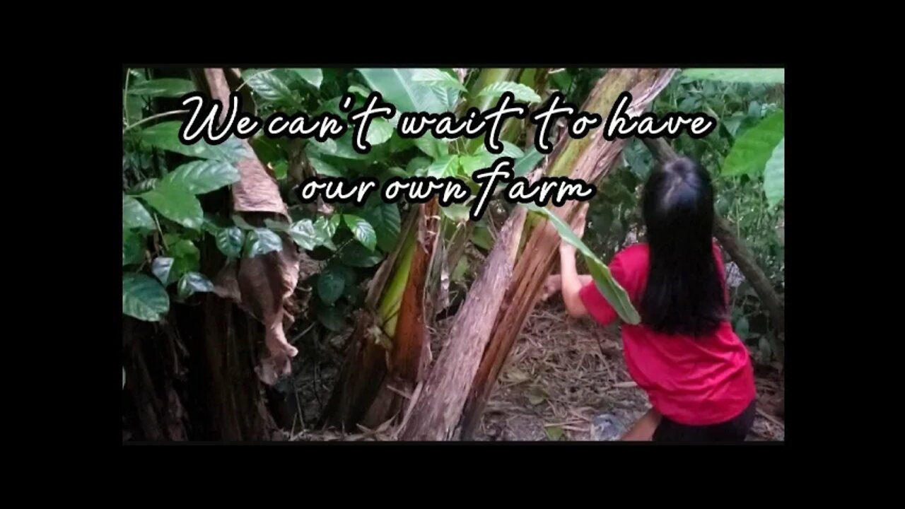 Cutting Down Banana Trees In Our Backyard |not our usual vlog