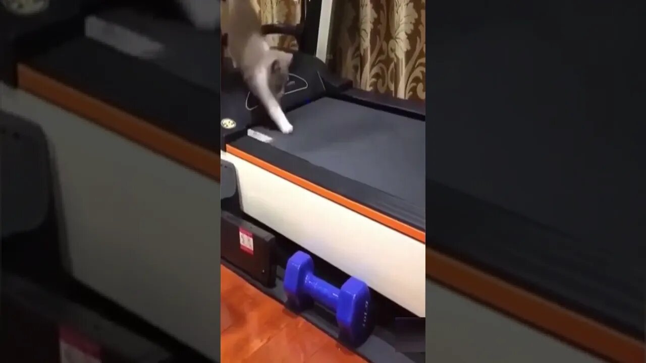 Funny cat fast running on treadmill #shorts #cat #funnycats #catlover