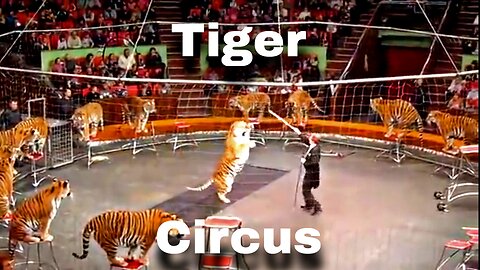 Tiger circus dengerous video #tiger