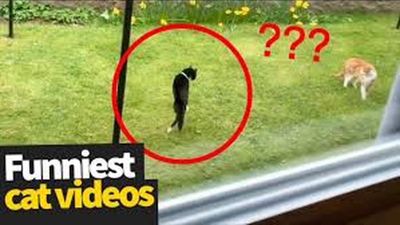 Cute cat!! Cat funny videos😍