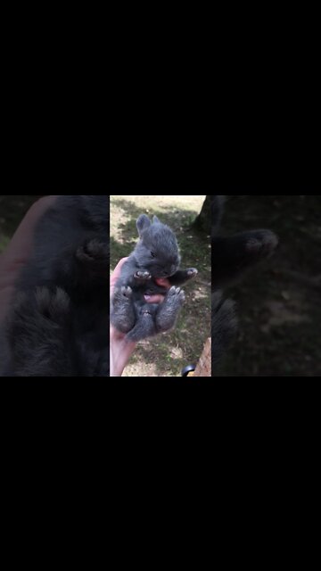 American Blue Rabbit