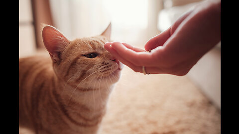 "Cat Mastery: Training, Care, and Love"