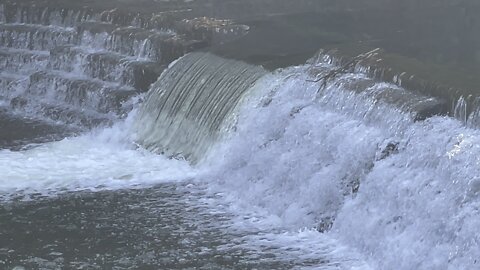 Salmon run Humber River 2022 edition 2