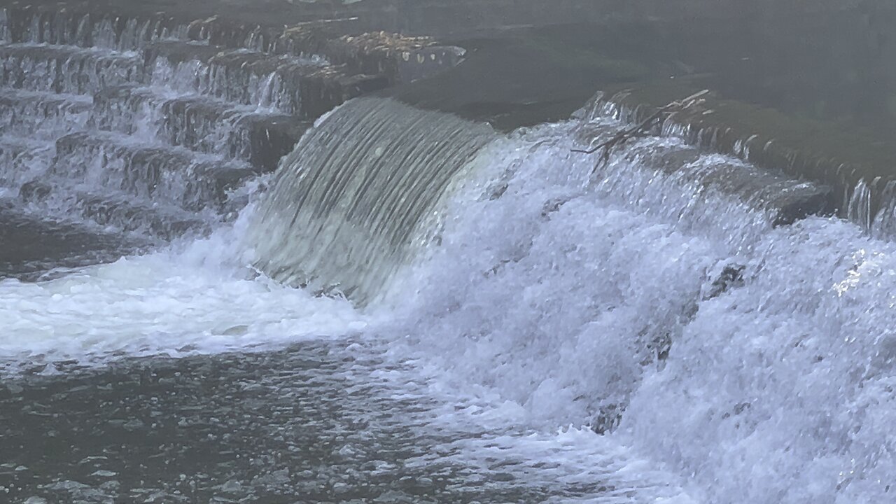 Salmon run Humber River 2022 edition 2