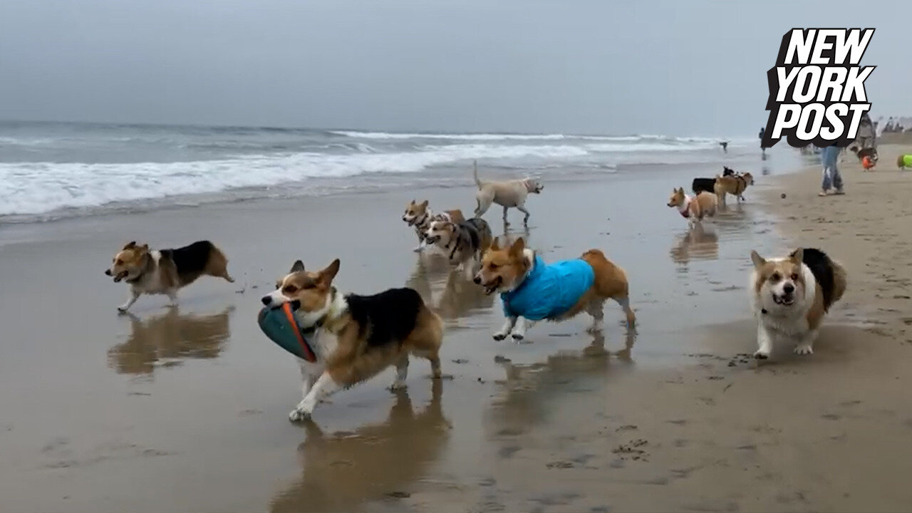 Corgi Beach Day 2022 takes over Huntington Beach