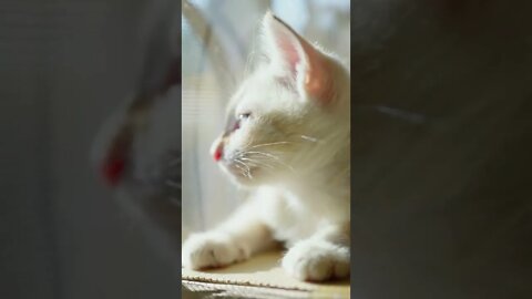 White Cute kitten, Funny cute pets lovers, #Shorts