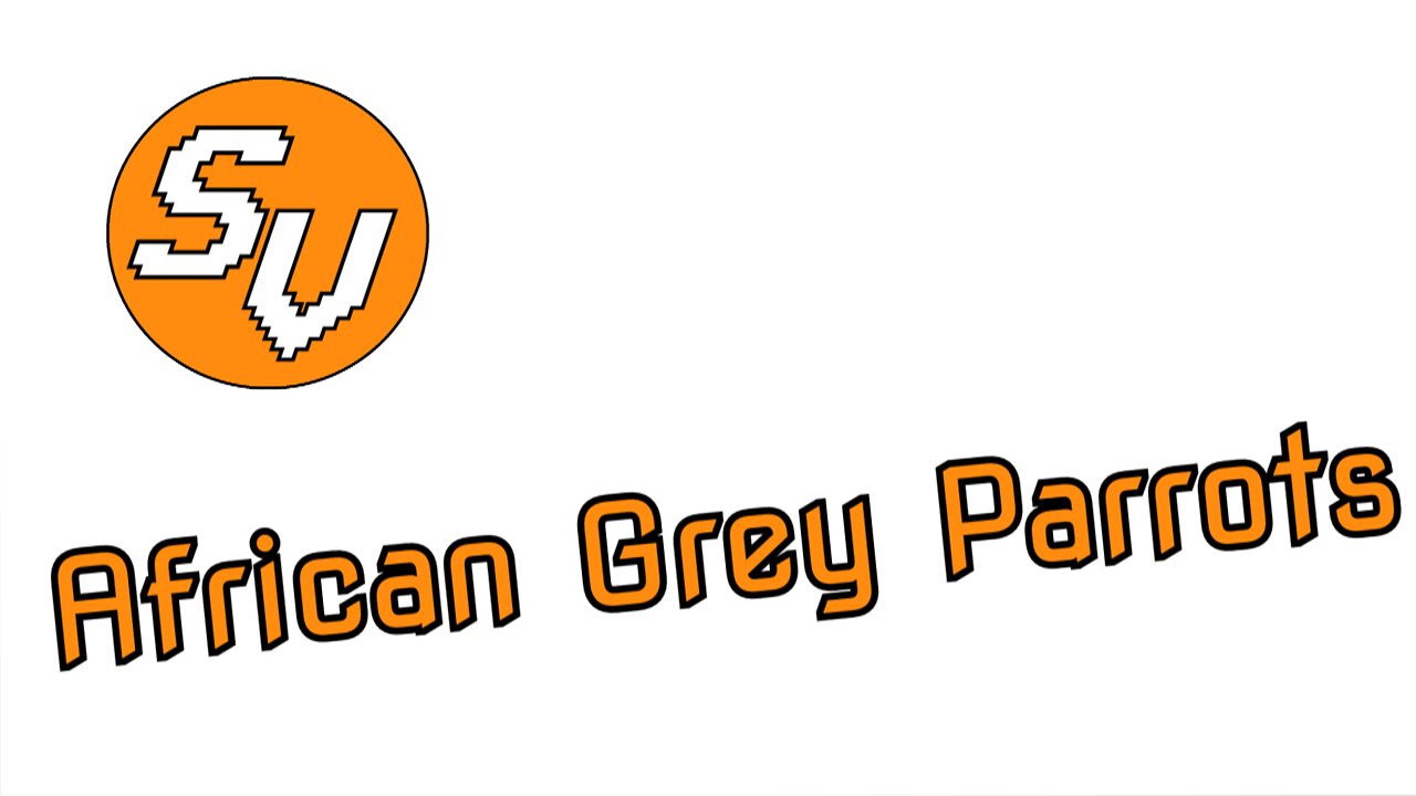 African Grey Parrots