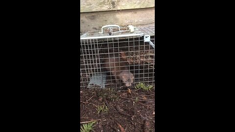 Caught a mink