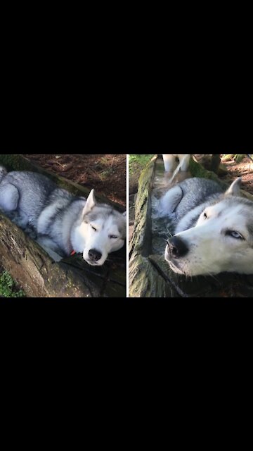 Huskies Cool Off In Fountain During Hike In The Alps