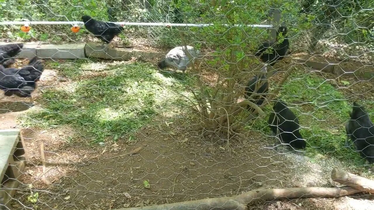 30 seconds of chickens part 18, nice treat of grass clippings