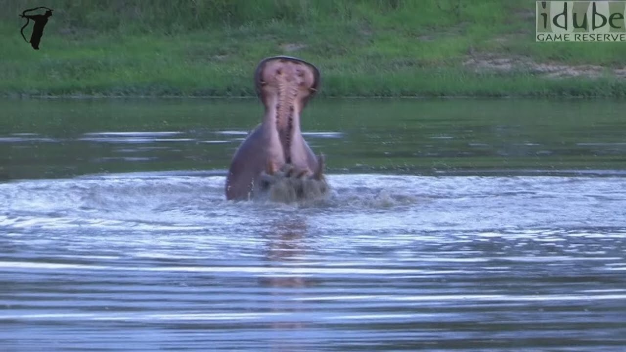 Angry Hippo