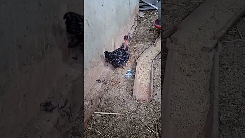 frango pescoço pelado com perna bamba