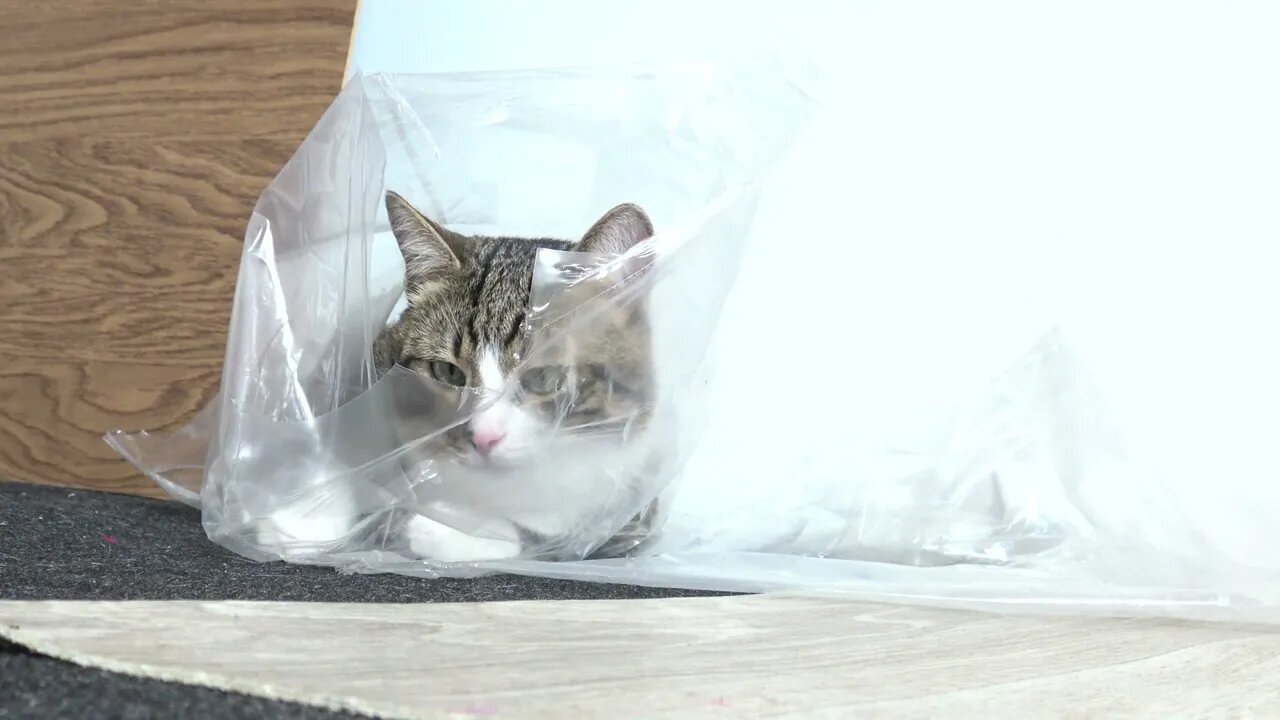 Funny Cat Hides in Transparent Plastic Bag