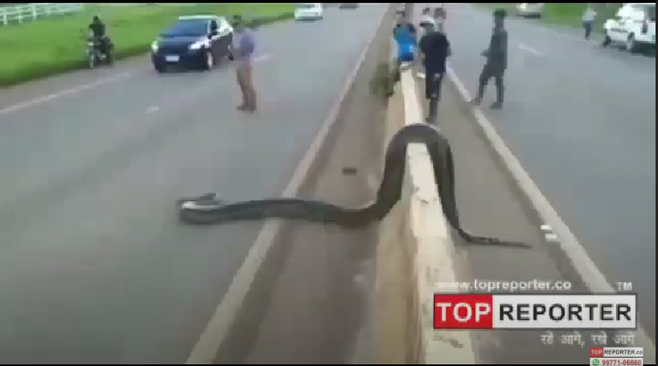 Traffic halts as giant anaconda crosses road in Brazil; video goes viral | Topreporter news