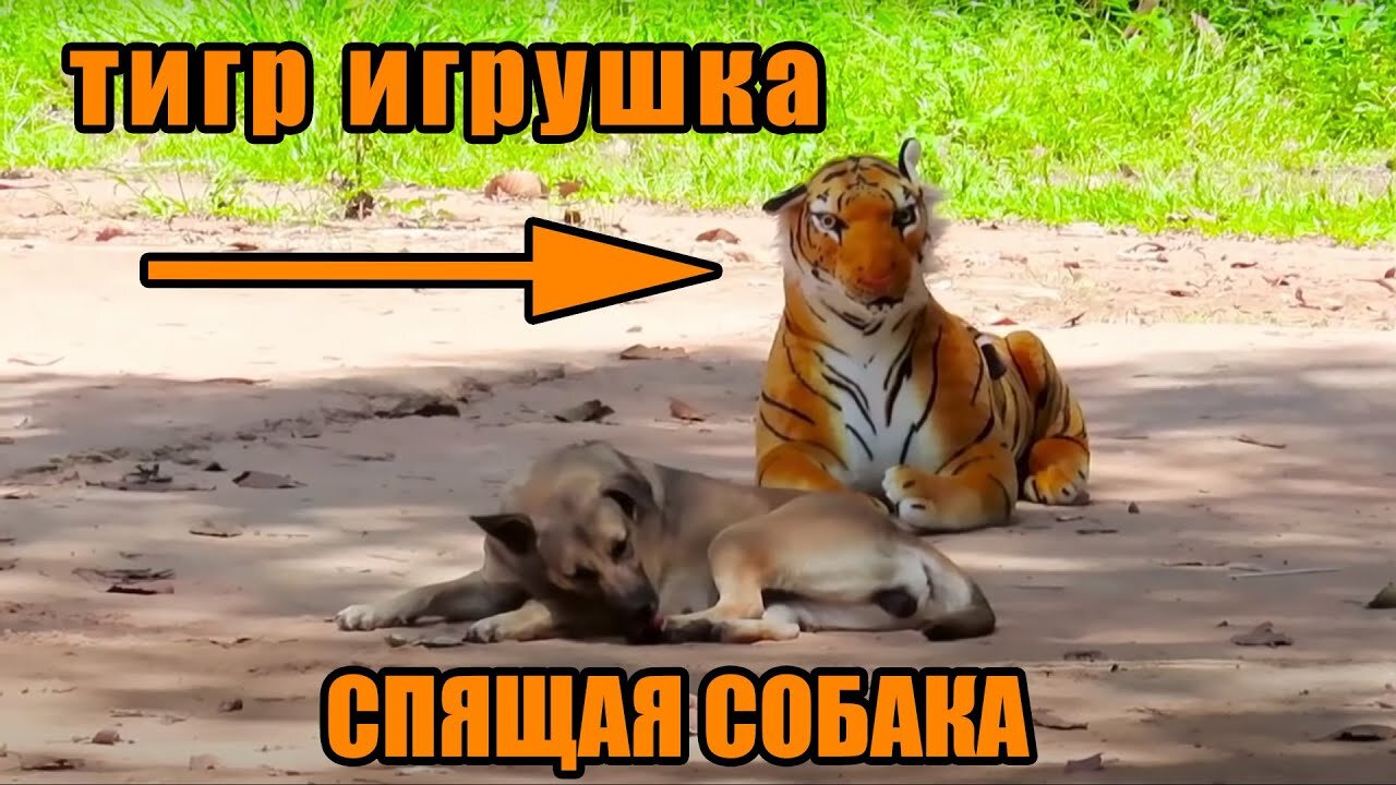 Trolling Prank Dog Funny | Fake Tiger and Lion | Try Not to Laugh😂