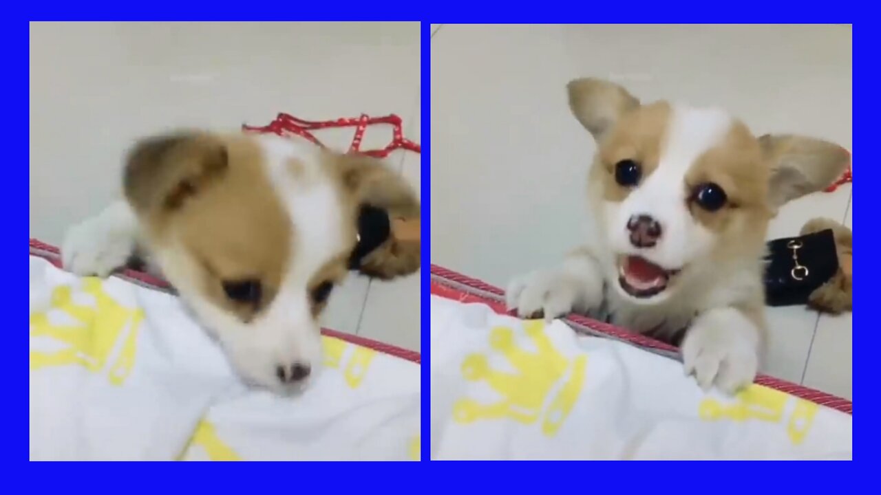 Funny | cute puppy | #pets #fun #Entertainment #rumble