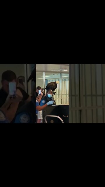 “America Heck yeah ” As it turns out, bald eagles have to fly commercial sometimes