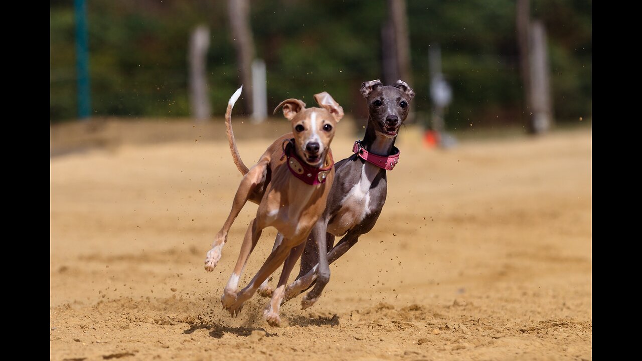 World's Fastest Dog Breeds Revealed! 🐾🏆Speed Kings Unleashed #viral