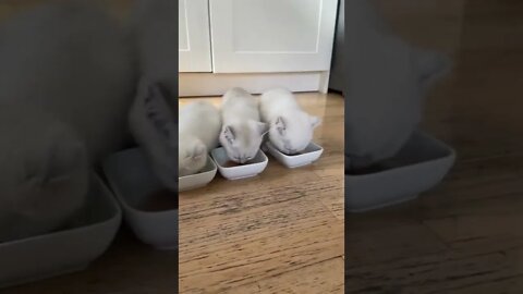 😻😻💓