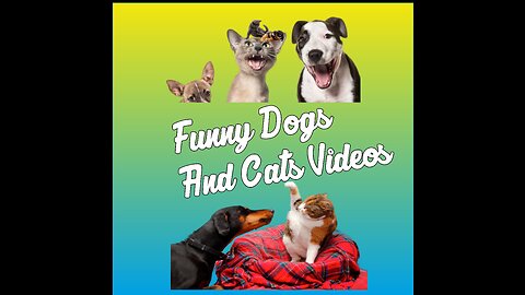 Funny Dogs And Cats Videos