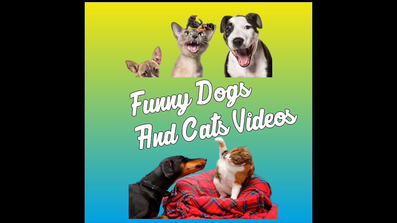 Funny Dogs And Cats Videos
