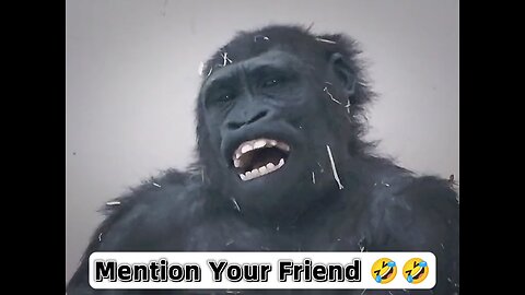 funny Monkey Laughing