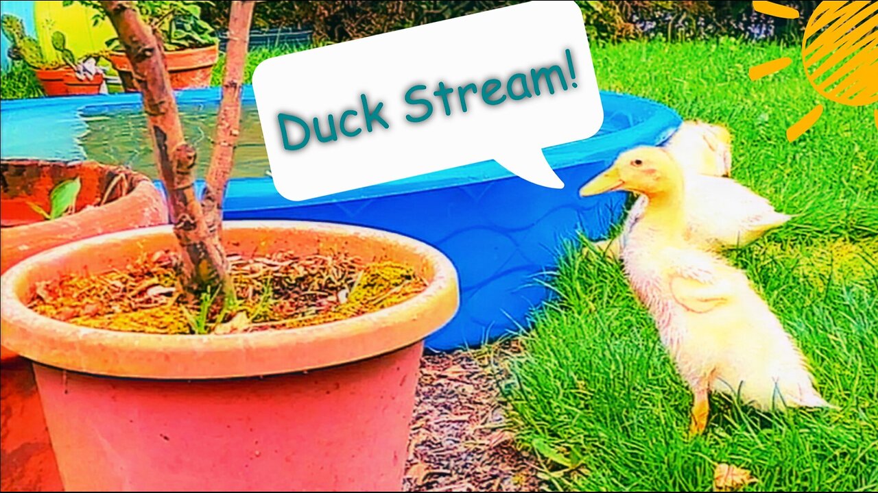 Duck Stream 15: Trustycam 🫡