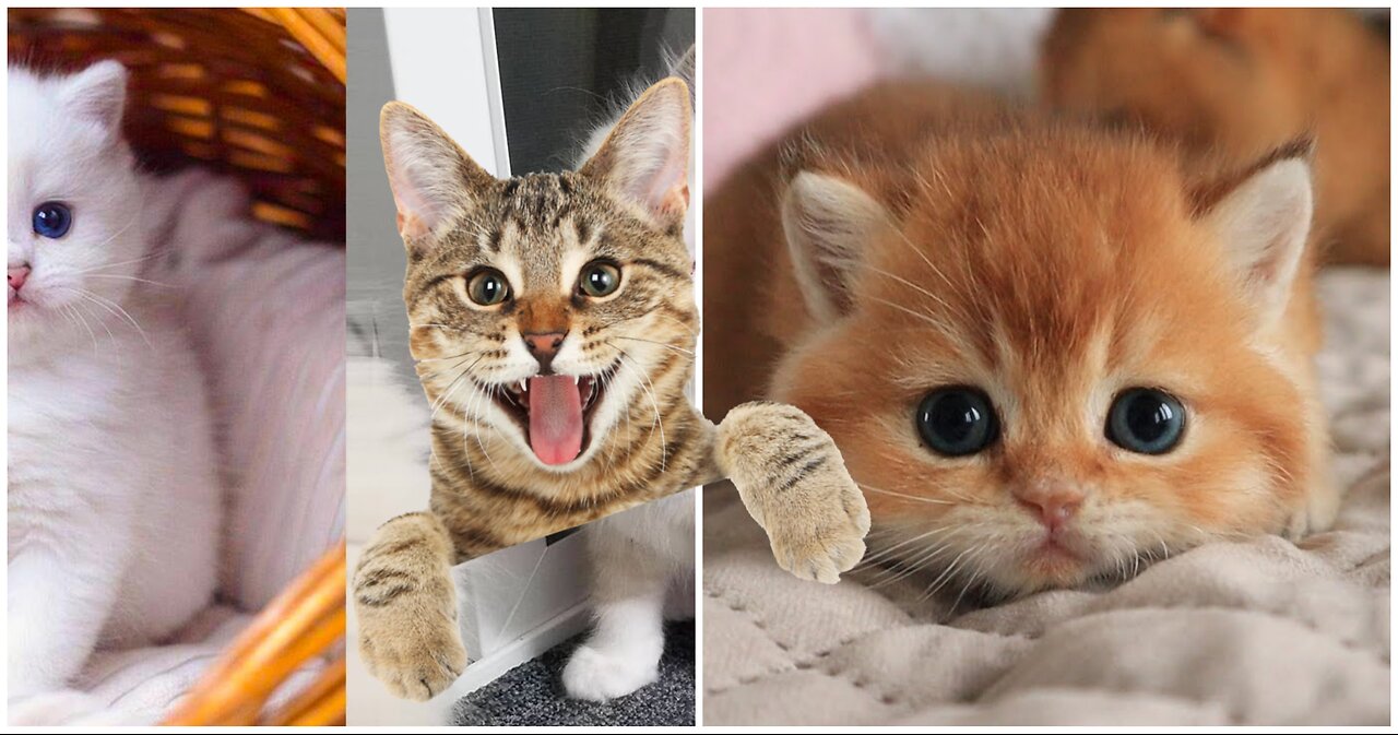 Funniest cats don't try to hold back laughter 😂😍😂# part 15